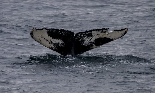 Humpback Whale