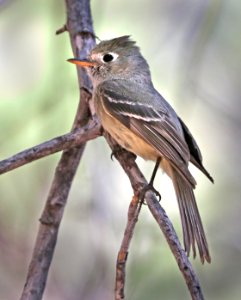 582.5 - PINE FLYCATCHER (6-3-2016) pulverius race, Aliso Spring, Santa Rita Mts, Pima Co, AZ (2)