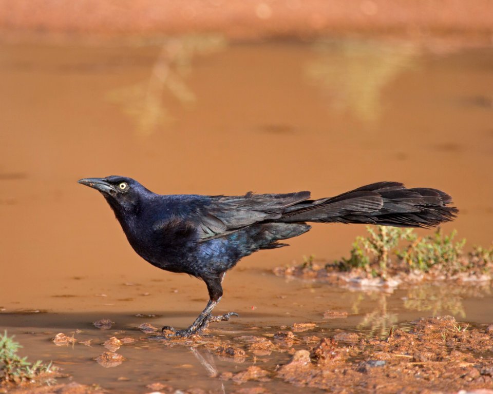 Great-tailed grackle