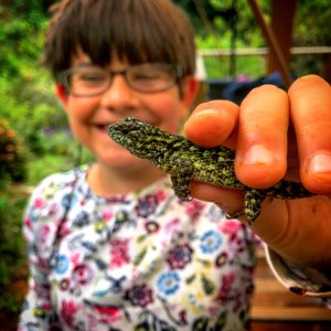 Green spiny lizard