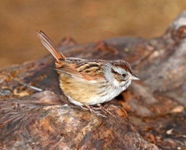 894 - SWAMP SPARROW (2-19-2017) patagonia lake, santa cruz co, az -01