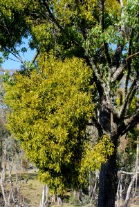 Notothixos corniflorus 090916-7888