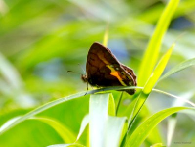 butterfly sp photo