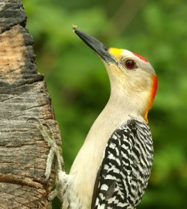 526 - GOLDEN-FRONTED WOODPECKER (4-30-2019) national butterfly center, hidalgo co, tx -03