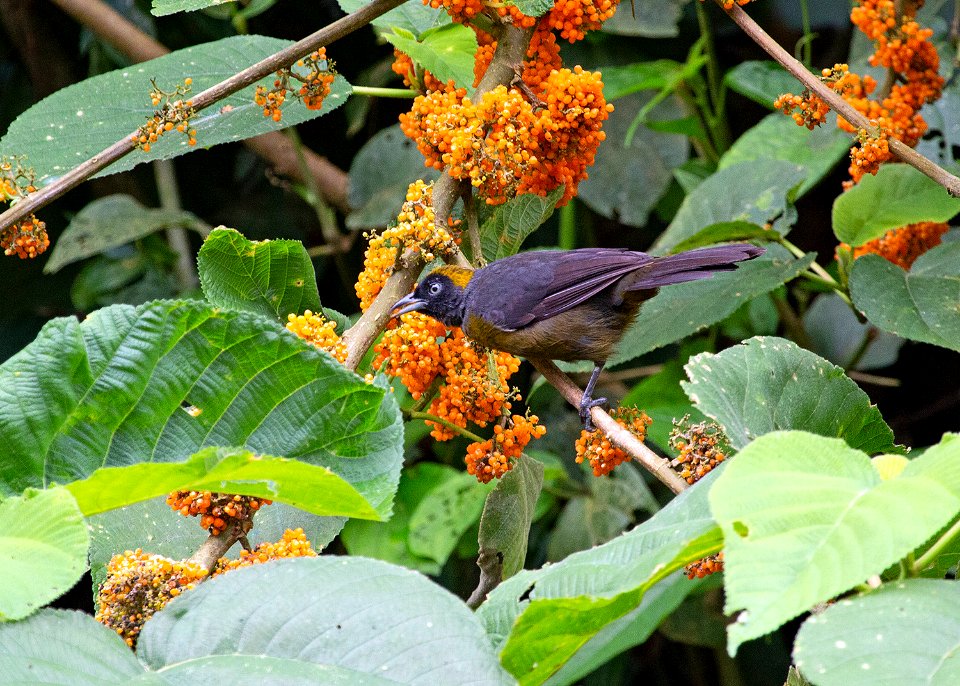Dusky-faced tanager