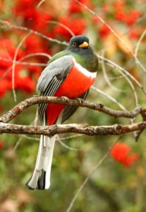 514 - ELEGANT TROGON (1-10-2018) madera picnic area, madera canyon, pima co, az -01