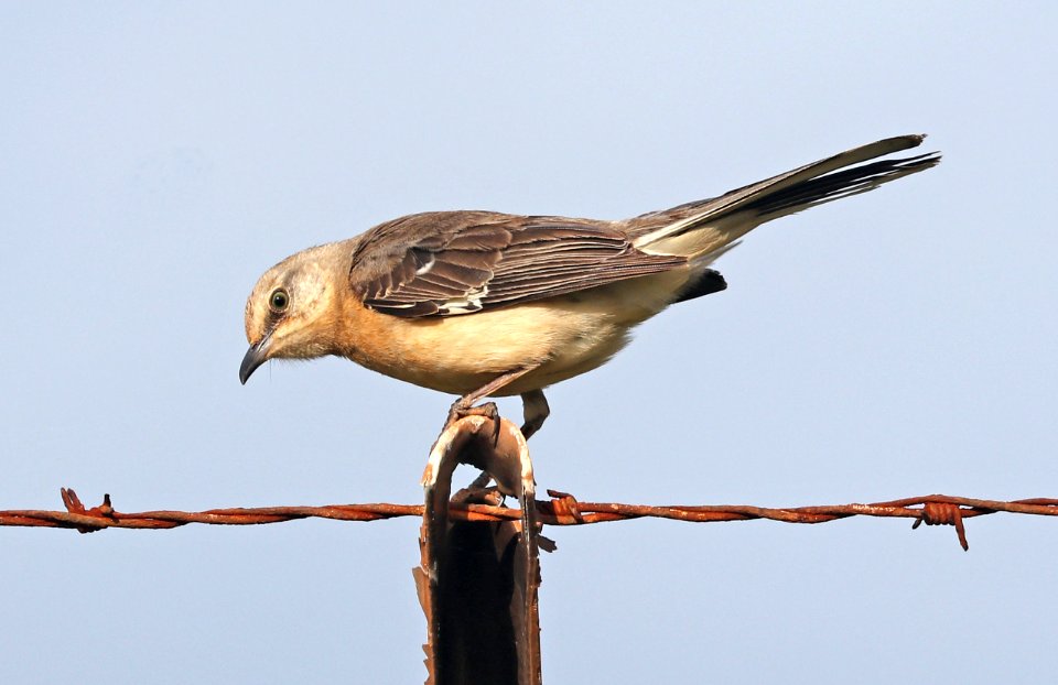 NORTHERN MOCKINGBIRD (4-30-2018) ninini lighthouse, lihue, kauai co, hawaii -02