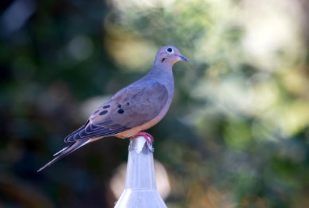 mourning dove photo