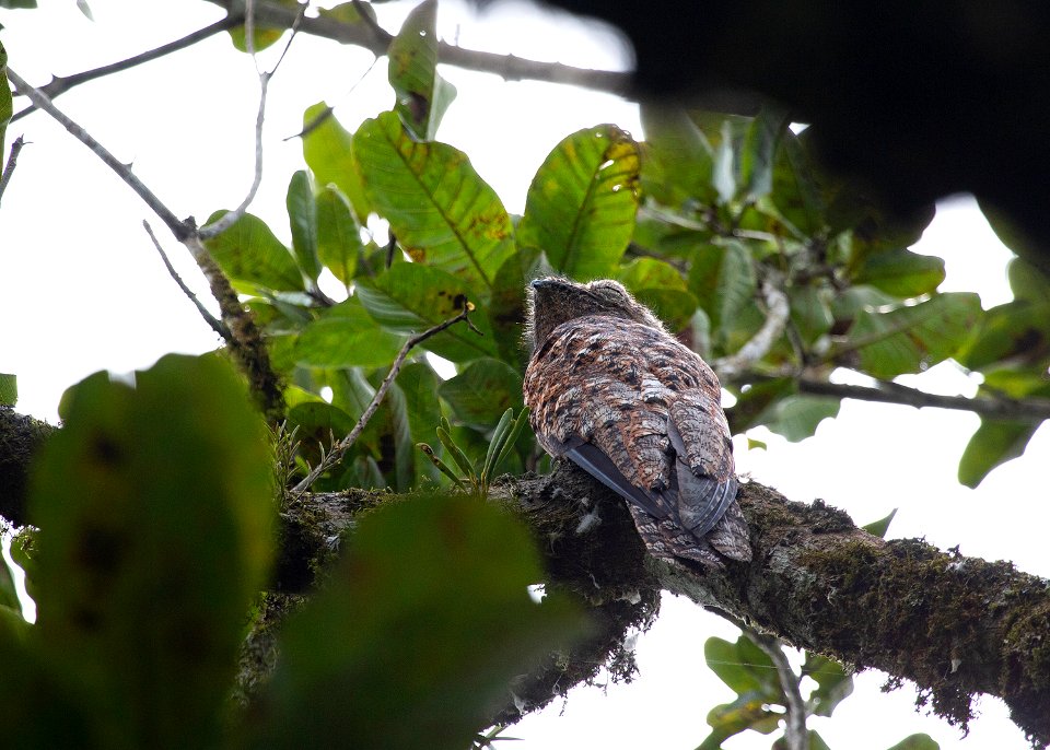 Great potoo