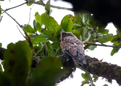 Great potoo photo