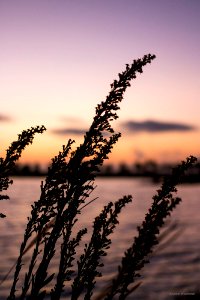 goldenrod at dawn