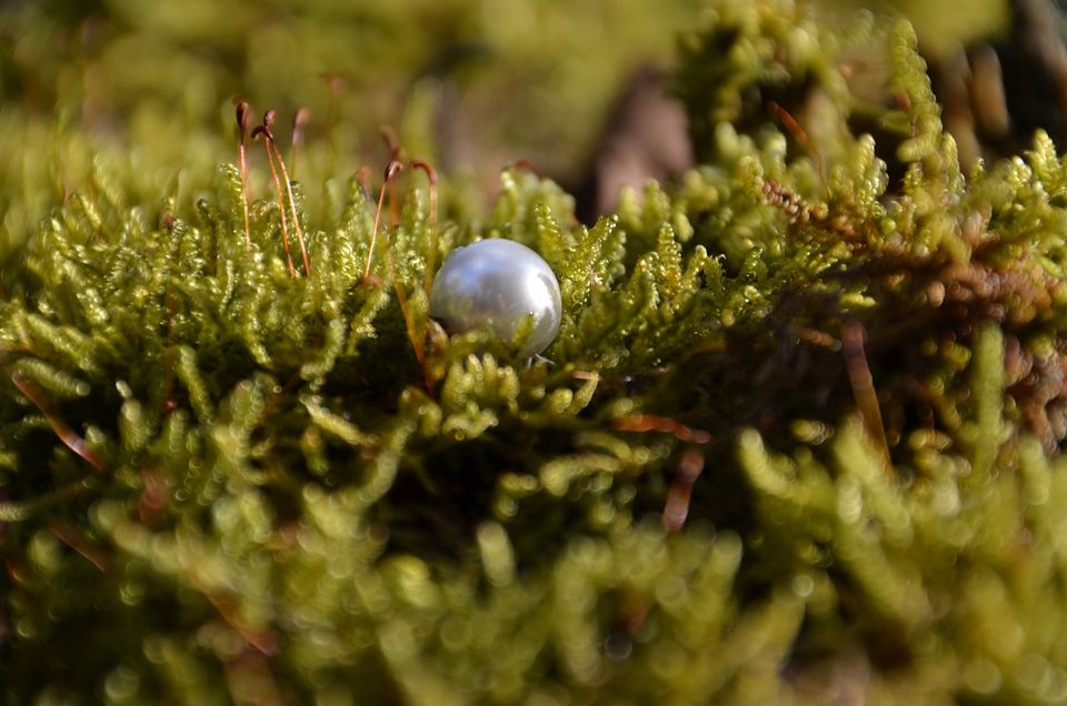 Moss treasure art