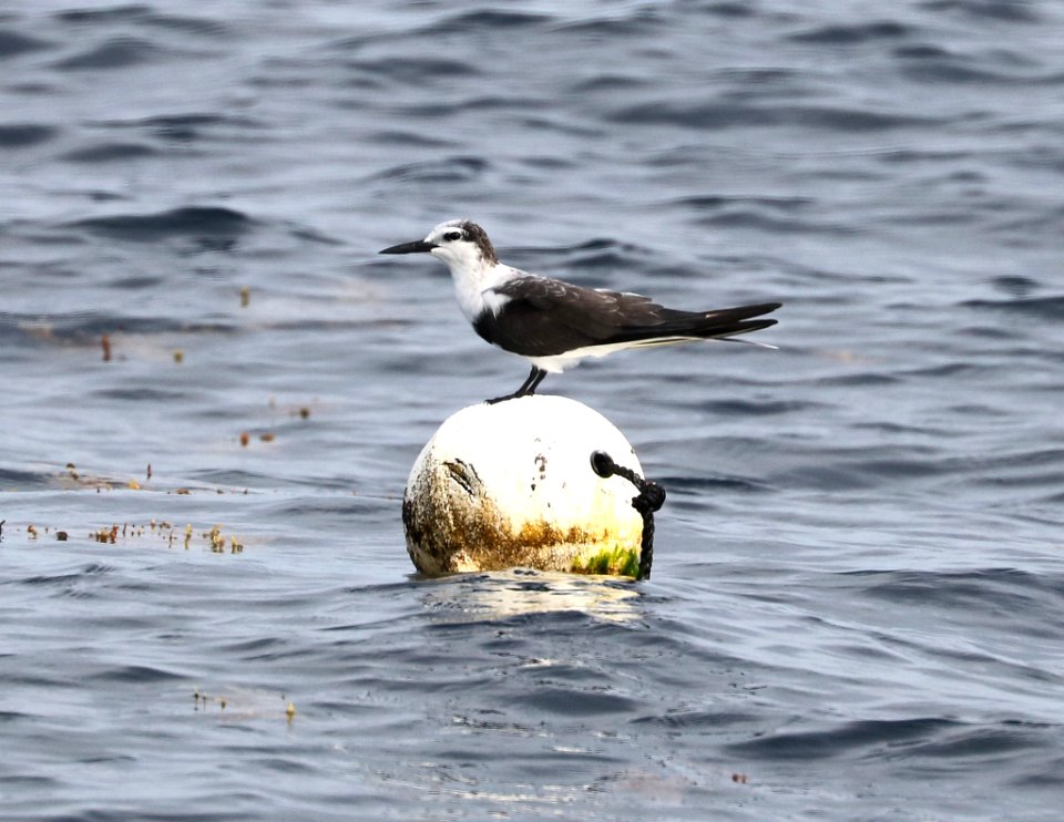 377 - BRIDLED TERN (5-31-2017) off hatteras, dare co, nc (4)