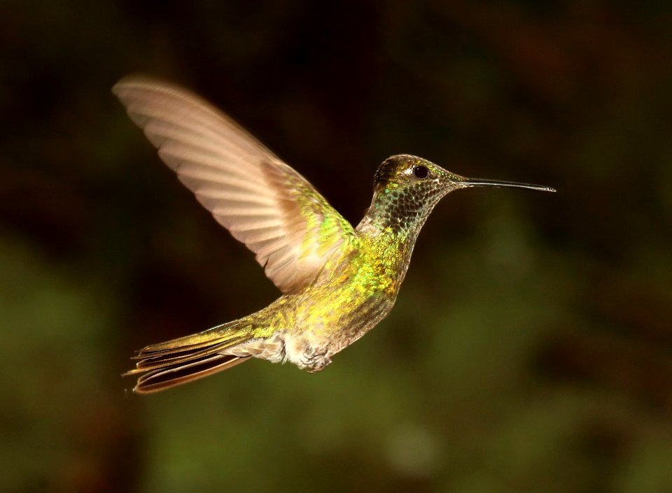 493 - RIVOLI'S HUMMINGBIRD (8-17-2018) madera canyon, santa cruz co, az -08