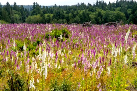 2019-6 Foxglove Farm-3635