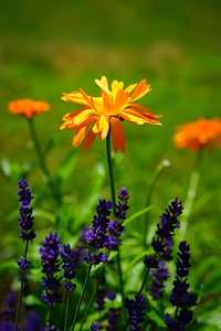 Calendula officinalis gardening composites photo