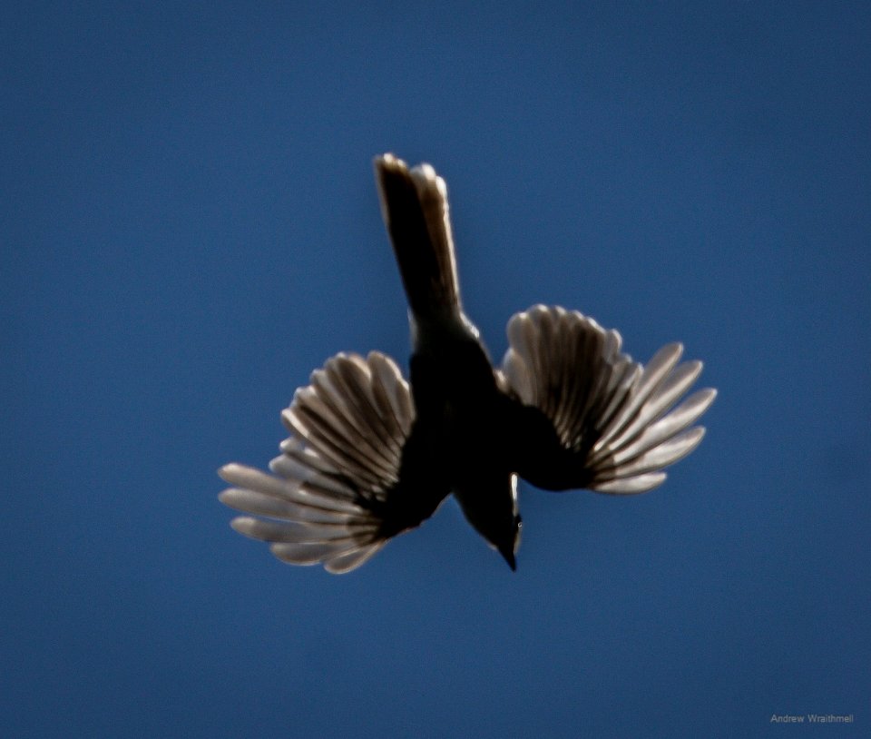 Gray Jay