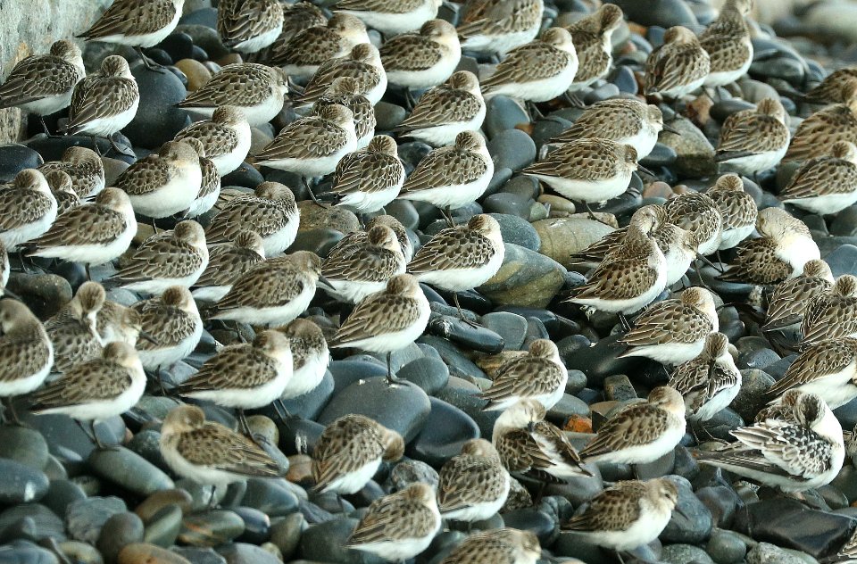 311 - SEMIPALMATED SANDPIPER (9-29-2018) wells, york co, maine -13