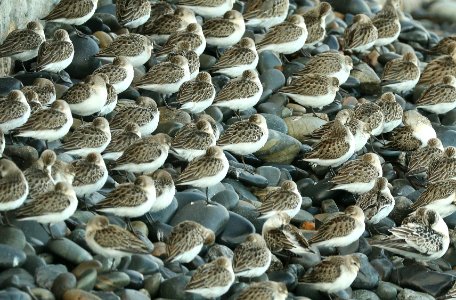 311 - SEMIPALMATED SANDPIPER (9-29-2018) wells, york co, maine -13