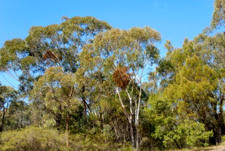 Blue Mountains eucalypt woodland 090823-6959