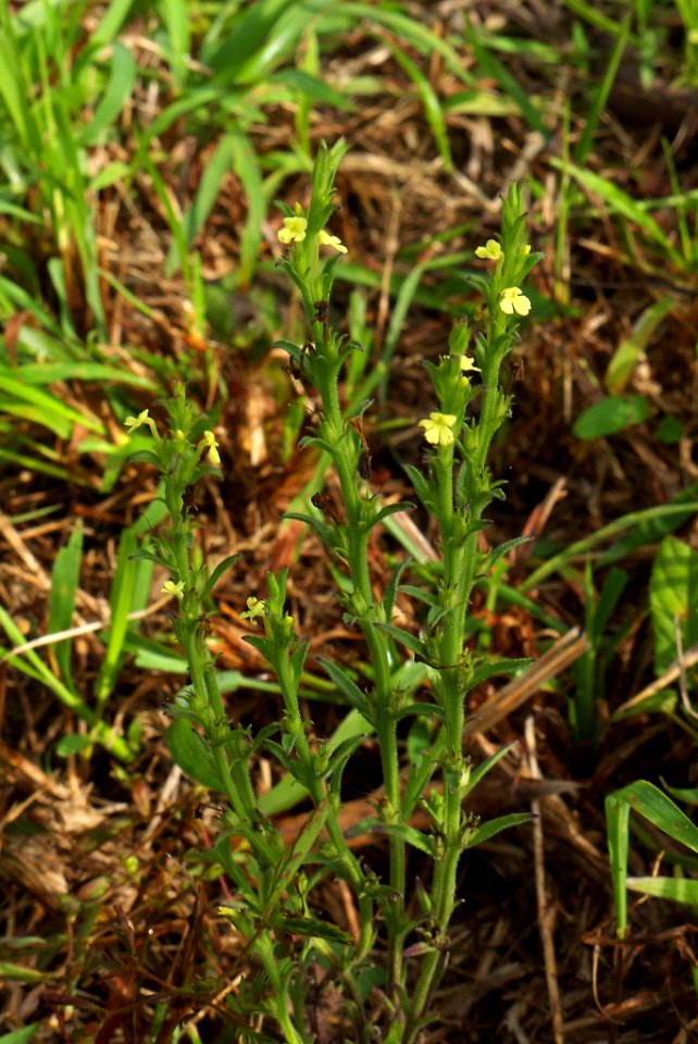 Striga sp. 091104-0557
