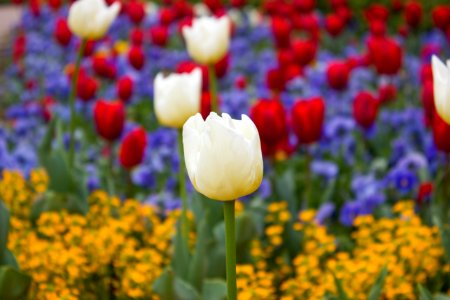 Tulip at Wilhelma