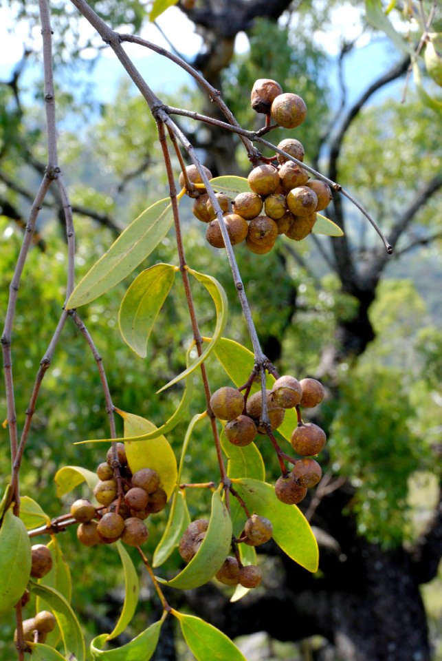Santalum lanceolatum 090915-7853