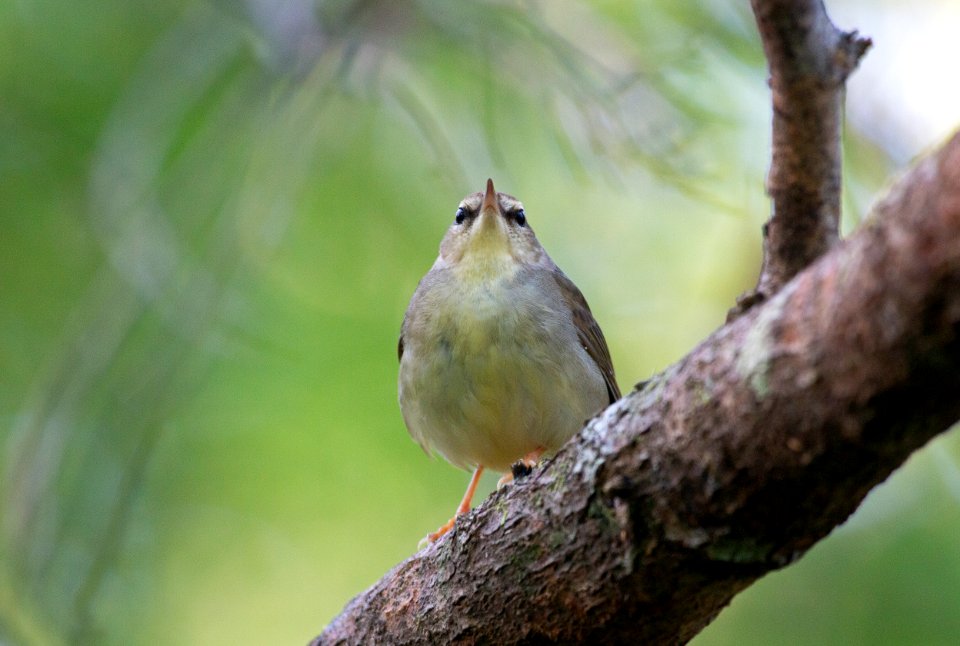 Swainson's warbler