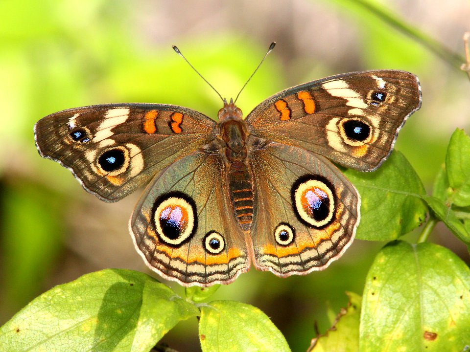 BUCKEYE, COMMON (Junonia coenia) (9-14-13) north of Clark's Crossing, Santa Cruz River, scc, az -01