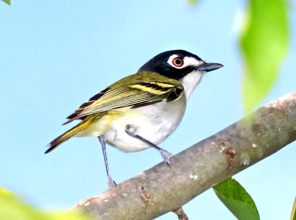 621 - BLACK-CAPPED VIREO (4-27-2017) edward's co, tx -01b