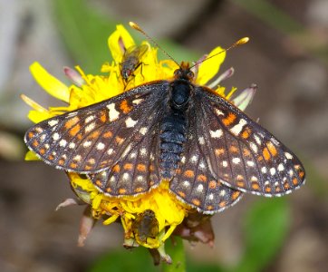 CHECKERSPOT, EDITH'S (euphydryas editha) (8-4-08) dunton meadows, dolores co, co   (2)