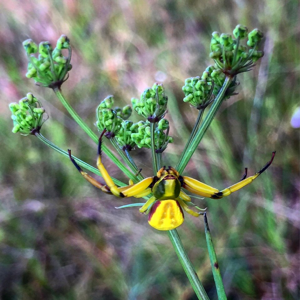 Yellow Crab Spider