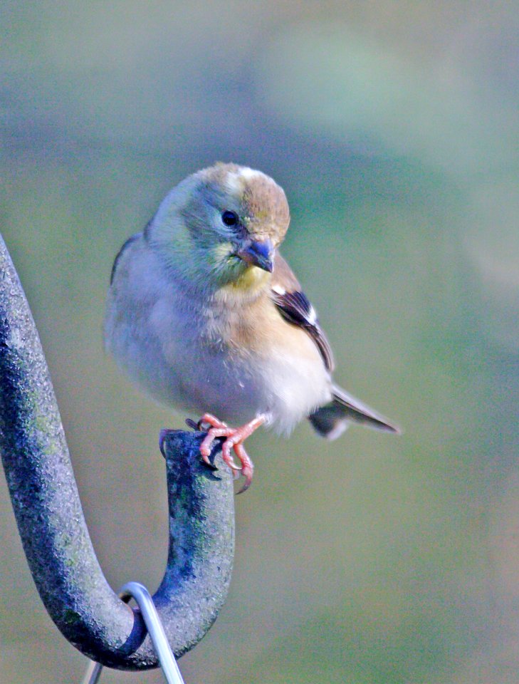 American Goldfinch