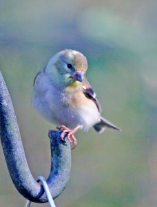 American Goldfinch