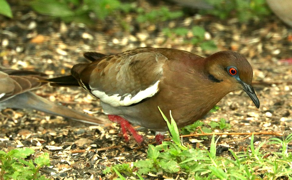 431 - WHITE-WINGED DOVE (4-30-2019) melanistic, national butterfly center, hidalgo co, tx -03