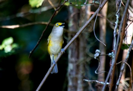 white-eyed vireo