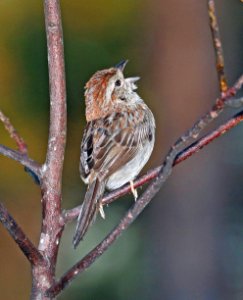 869 - BACHMAN'S SPARROW (6-9-2017) patsy pond nature trail, croatan nat forest, carteret co, nc -13