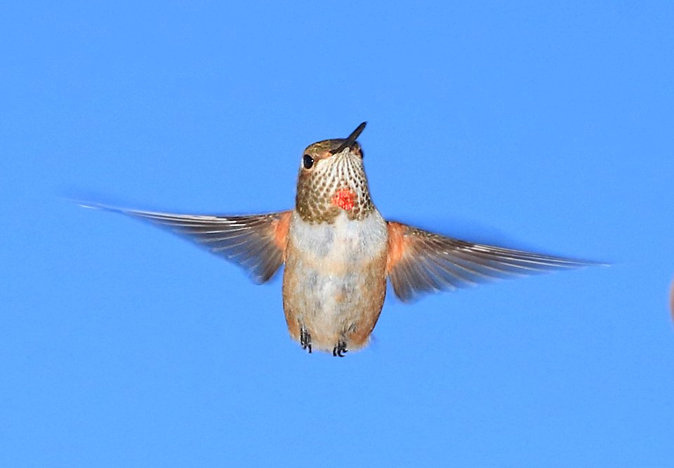 504 - RUFOUS HUMMINGBIRD (9-13-2010) imm male, 78 circulo montana, patagonia lake ranch estates, scc, az