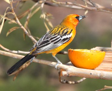 ORIOLE, STREAK-BACKED (6-11-11) 78 circulo montana, patagonia lake ranch estates, scc, az -10