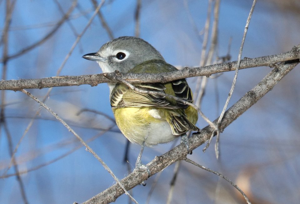 625 - CASSIN'S VIREO (2-11-2017) patagonia lake, santa cruz co, az -01