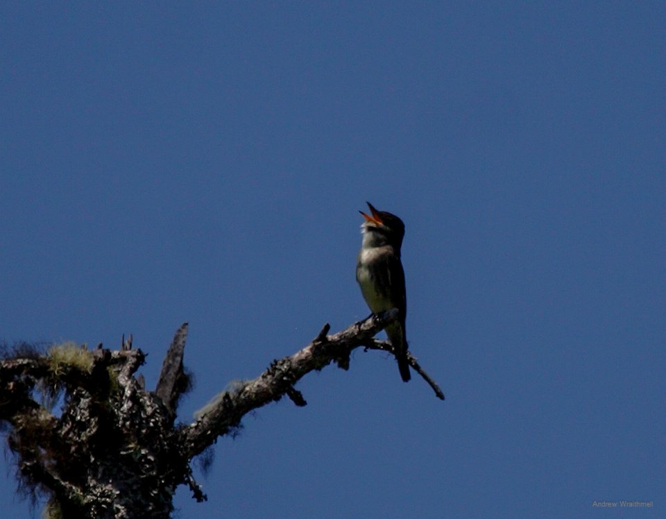 Olive-sided Flycatcher