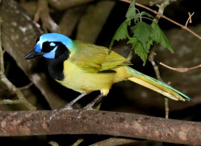 636 - GREEN JAY (11-6-2016) laguna atascosa, cameron co, tx -05