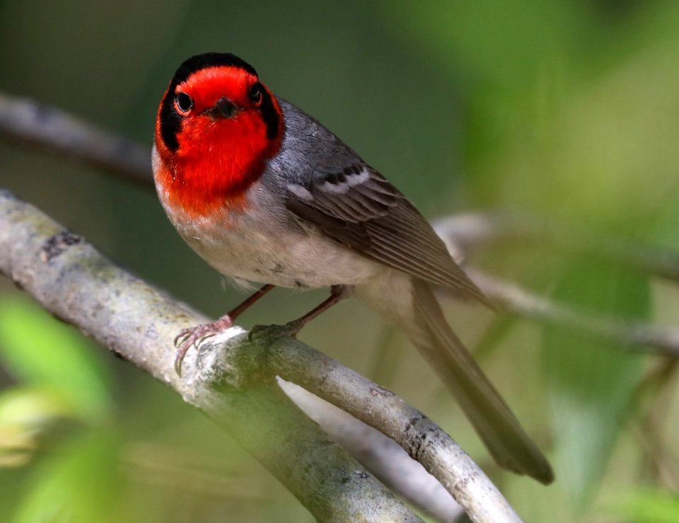 849 - RED-FACED WARBLER (5-4-2017) near emory pass, mimbres mts, grant co, nm -13