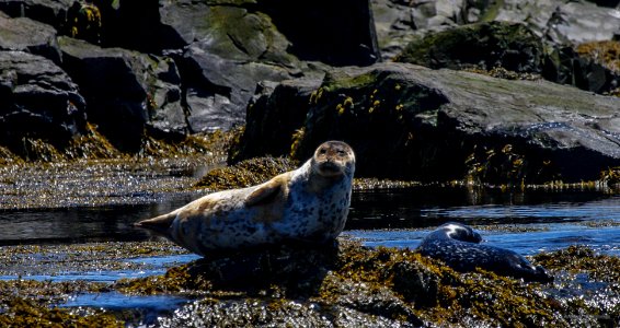 Harbor Seal