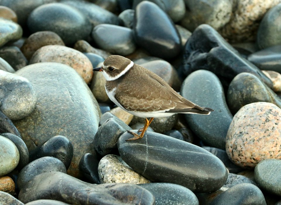 264 - SEMIPALMATED PLOVER (9-29-2018) wells, york co, maine -01