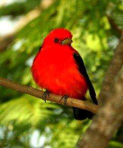 912 - SCARLET TANAGER (4-27-2019) convention center, south padre island, cameron co, tx -07