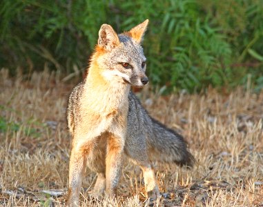 FOX, GRAY  (urocyon cineroargenteus) (7-19-08) canet rd, morro bay, slo co, ca -4