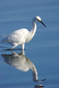 EGRET, SNOWY (1-31-08) -8