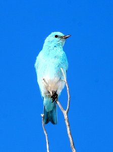 736 - MOUNTAIN BLUEBIRD (5-10-2017) montezuma co, co -02