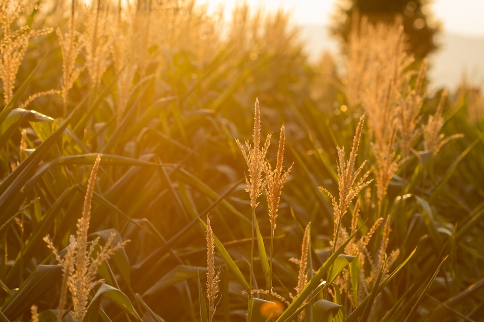 Summer spike arable photo